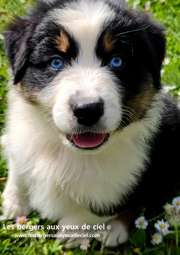 Guide du chiot