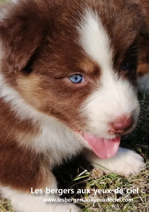 Quelle sont les couleurs du berger australien chiot femelle berger australien rouge tricolore aux yeux bleus des bergers aux yeux de ciel ?
