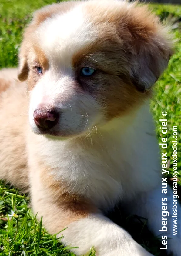 Quelle sont les couleurs du berger australien chiot mâle berger australien rouge merle aux yeux bleus ?