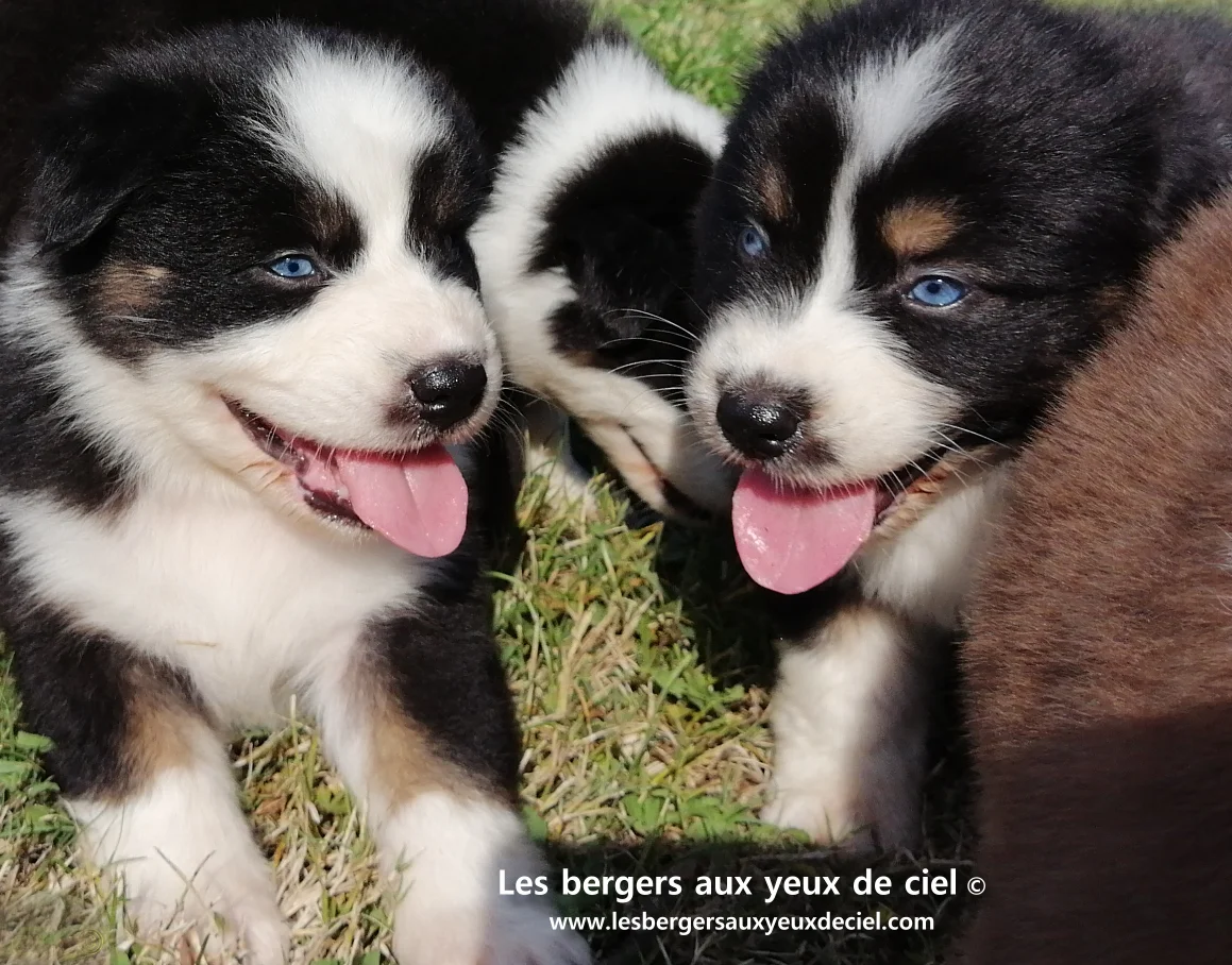 Guide du chiot