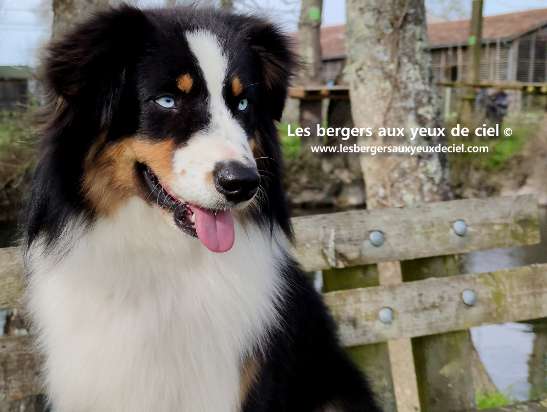 berger australien noir tricolore aux yeux bleus