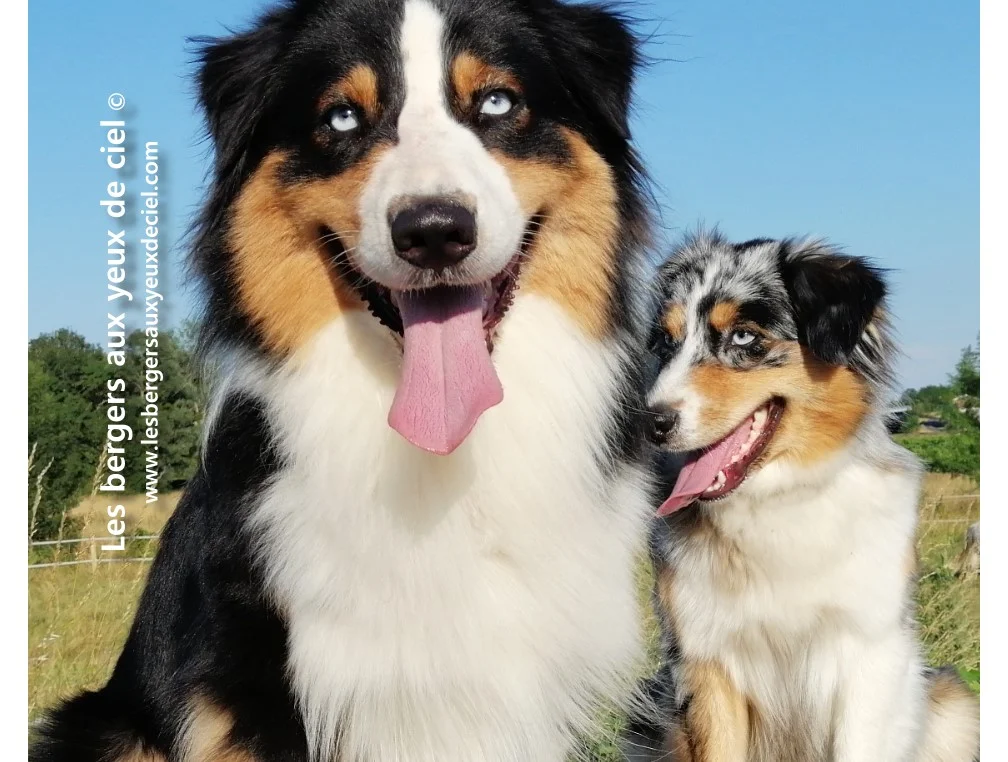 berger-australien-adulte-noir-tricolore-aux-yeux-bleus-et-bleu-merle-aux-yeux-bleus
