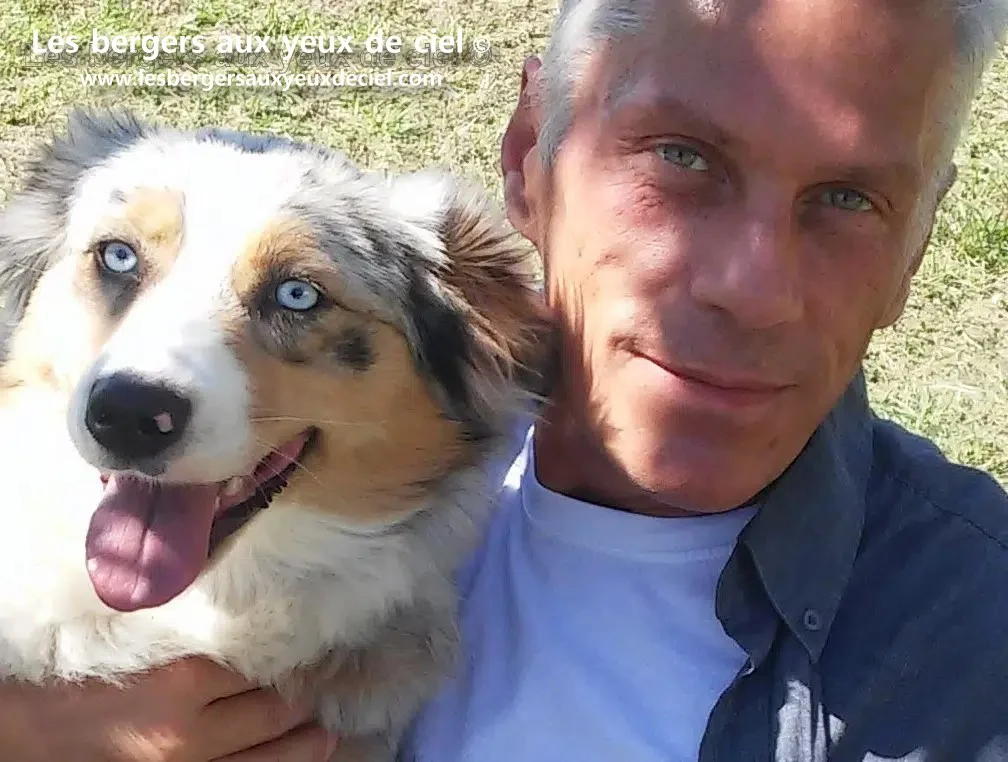 berger-australien-bleu-merle-aux-yeux-bleus