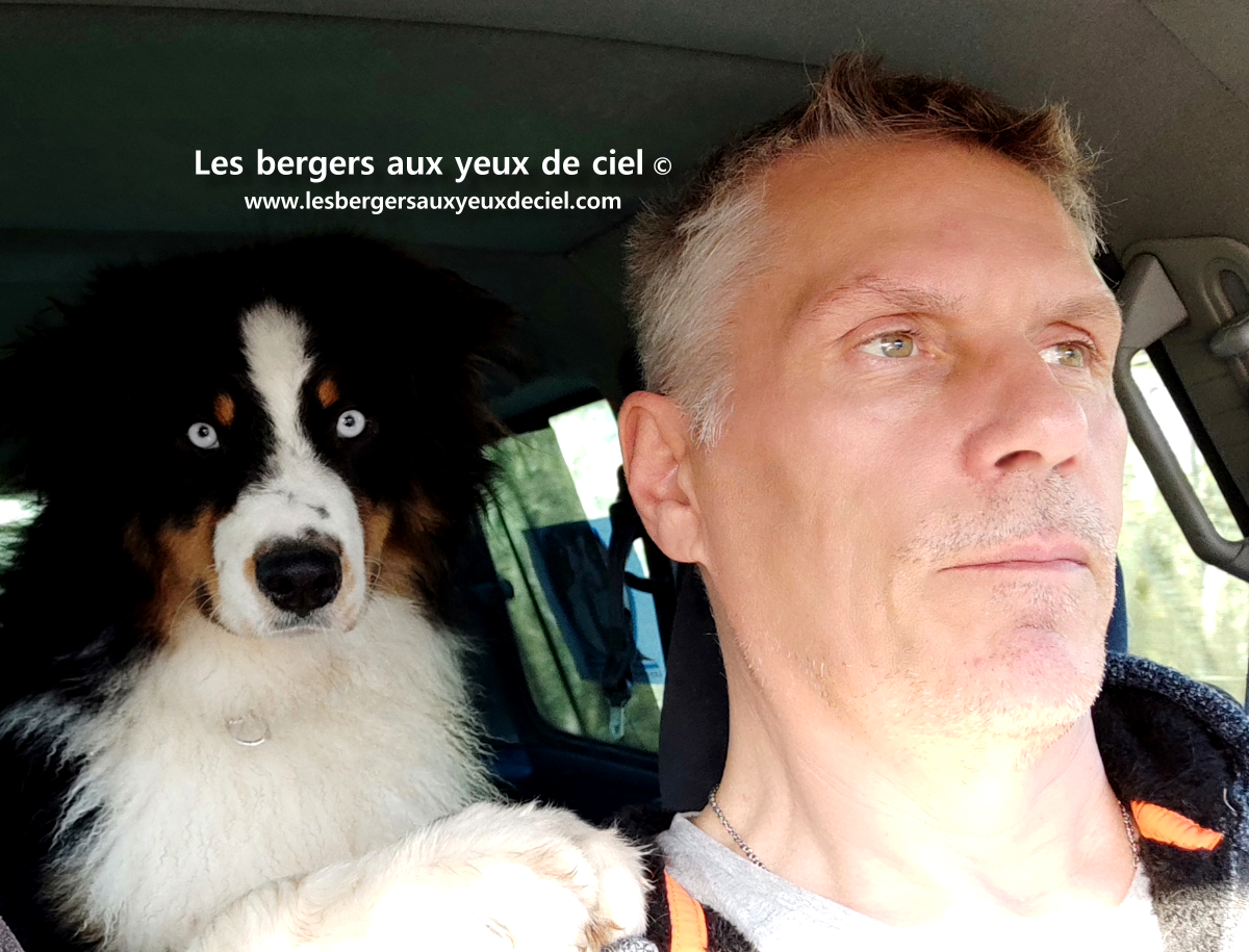 berger australien noir tricolore aux yeux bleus - élevage les bergers aux yeux de ciel