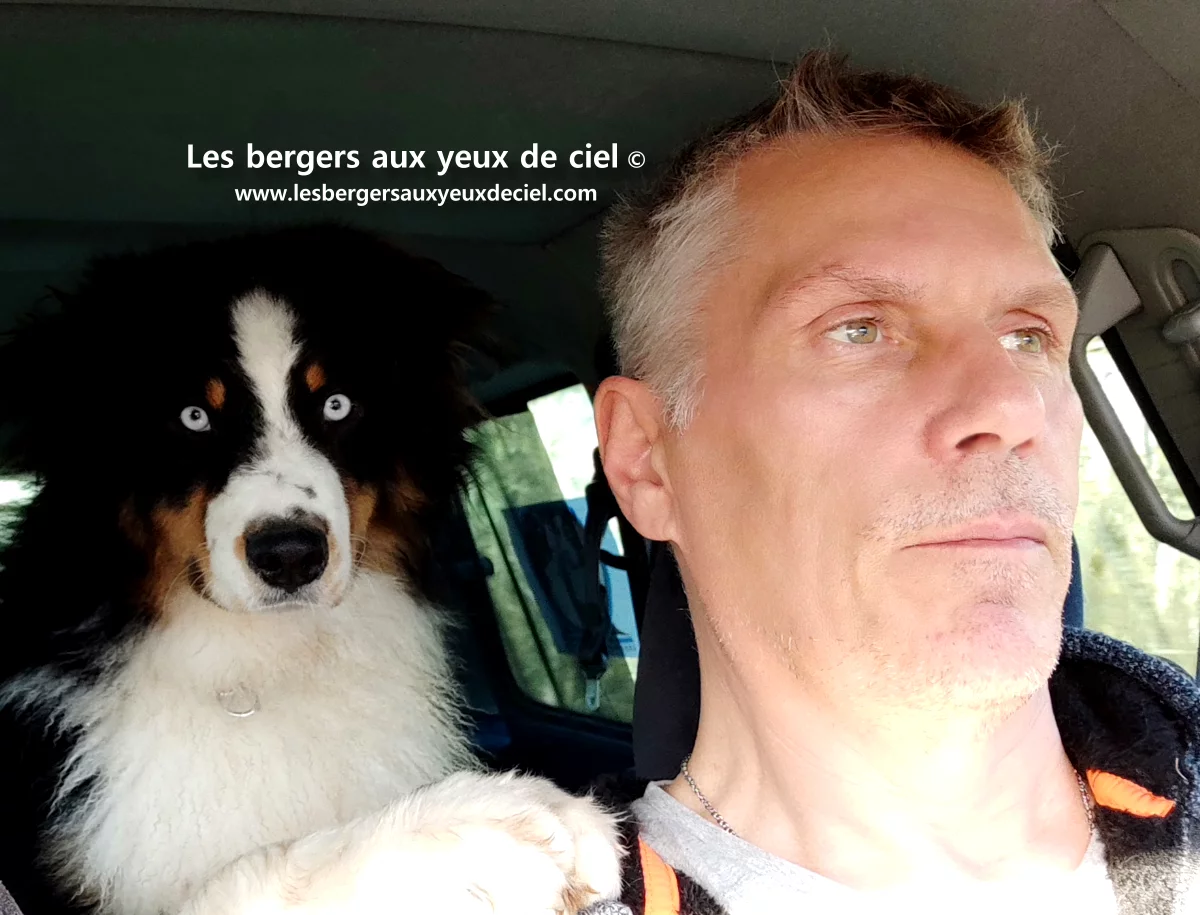 berger australien noir tricolore aux yeux bleus - élevage les bergers aux yeux de ciel