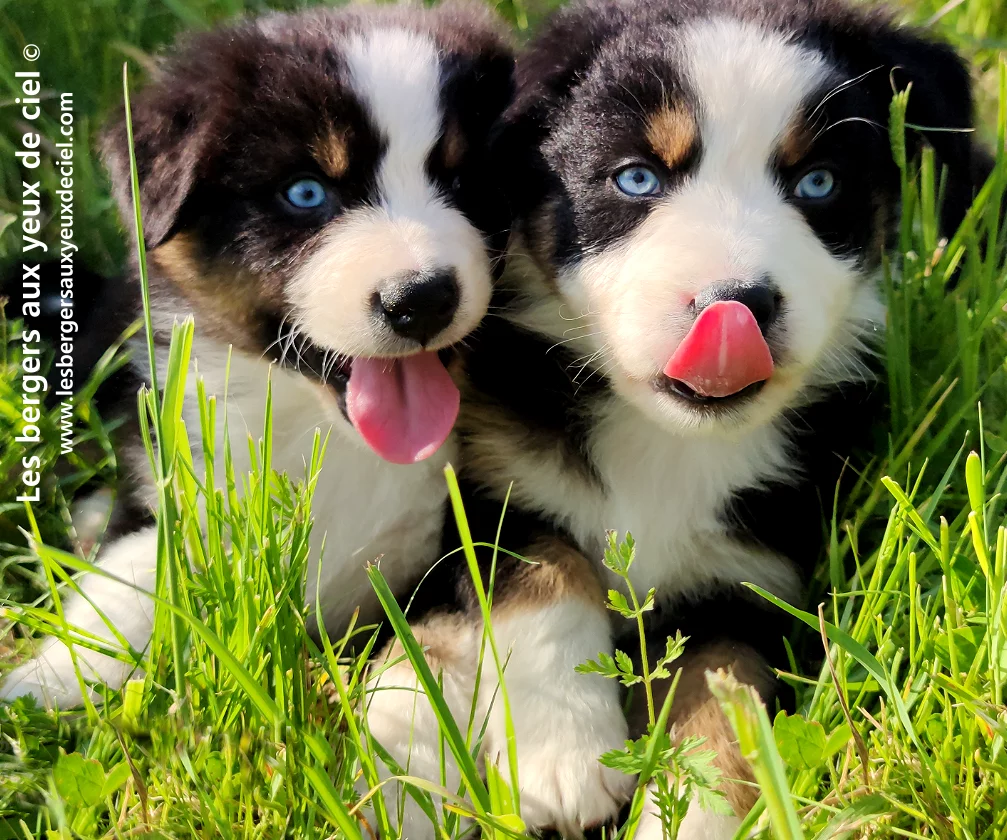 c'est quoi la meilleure facon de nourrir son chiot tricolore aux yeux bleus berger australien ?