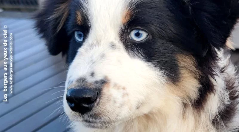 Unique chiot berger australien femelle noire tricolore aux yeux bleus et queue longue inscrite au LOF