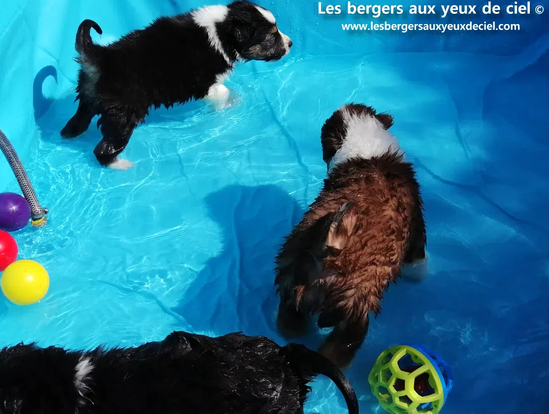 chiot berger australien aux yeux bleus aime t'il l'eau ?