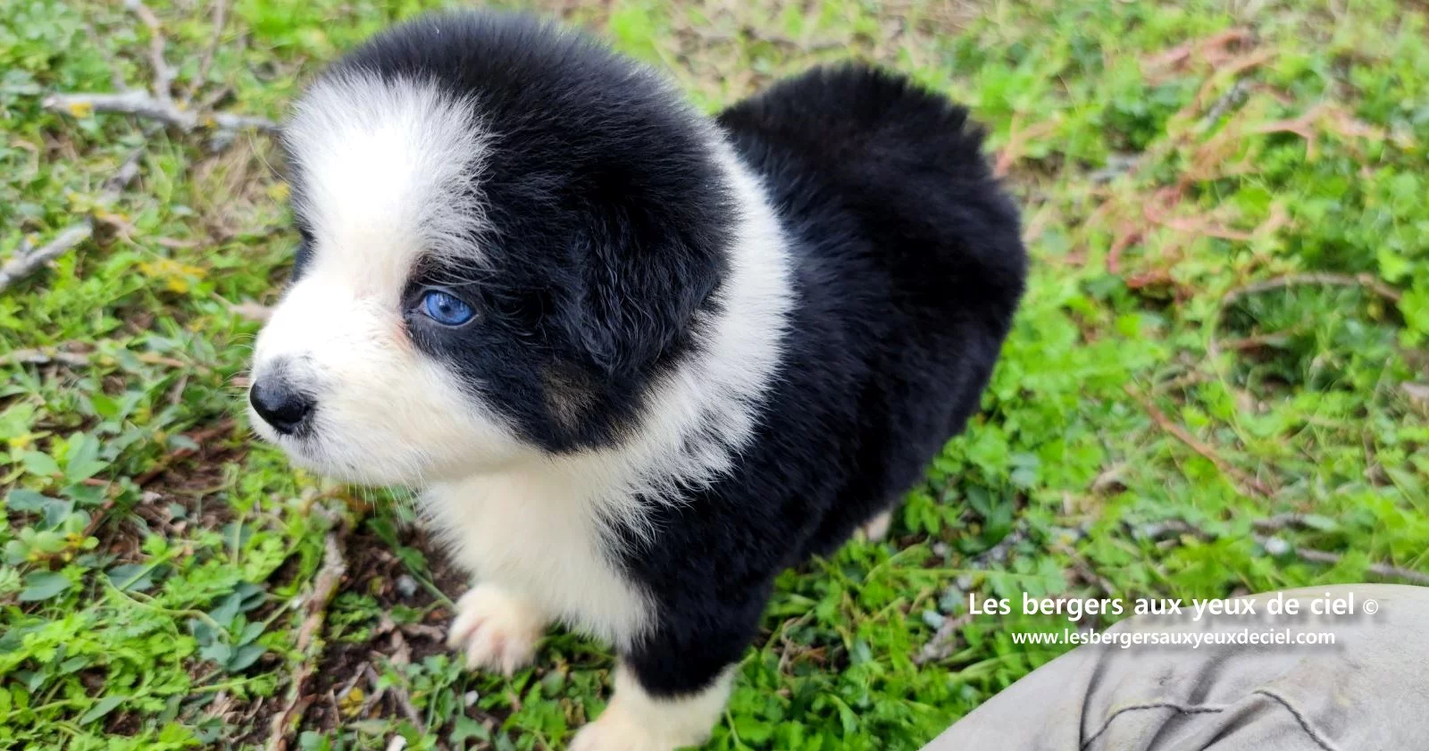 Unique, berger australien femelle noire tricolore aux yeux bleus âgée de 2 mois
