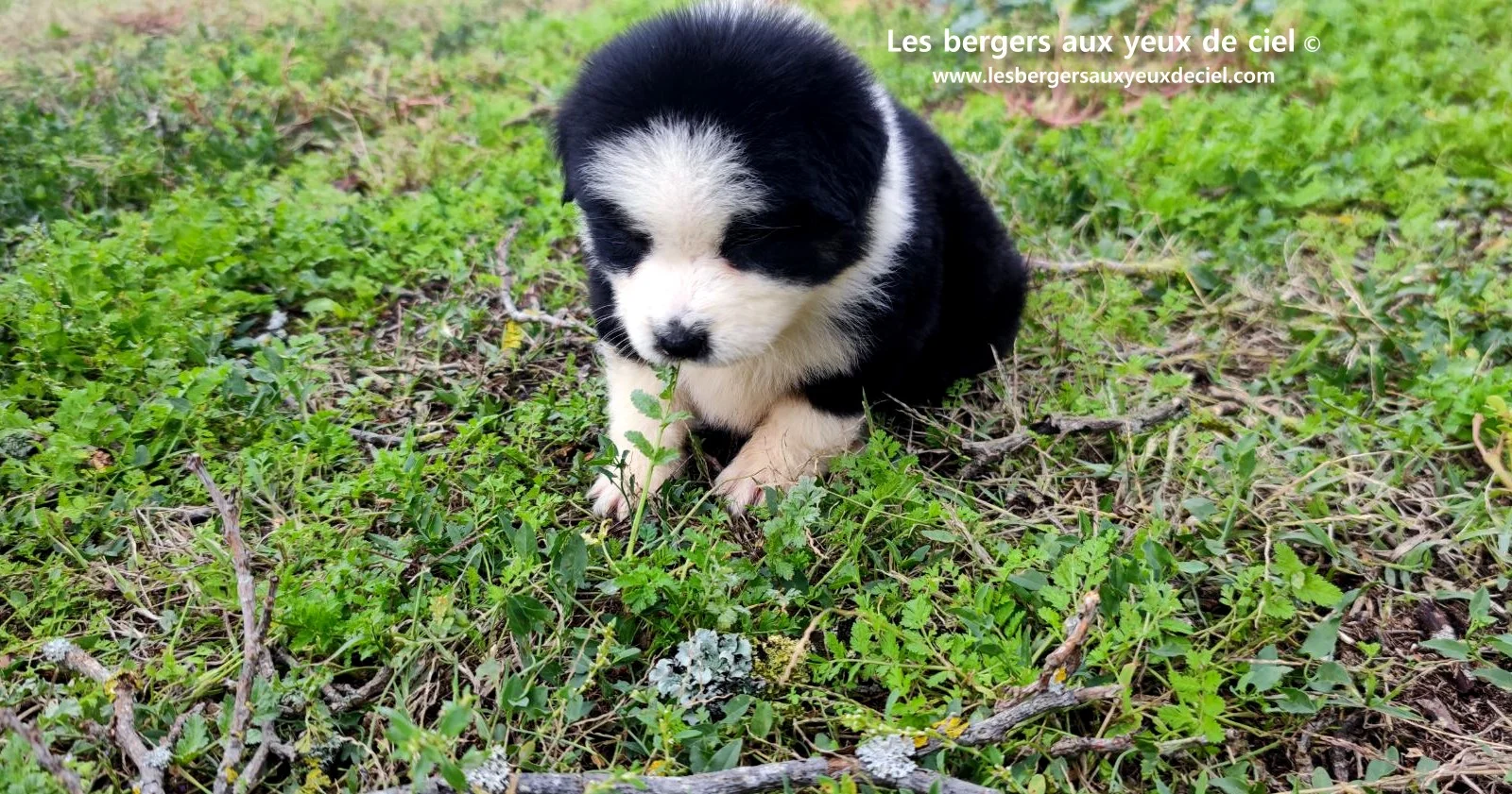 Unique, berger australien femelle noire tricolore aux yeux bleus âgée de 2 mois
