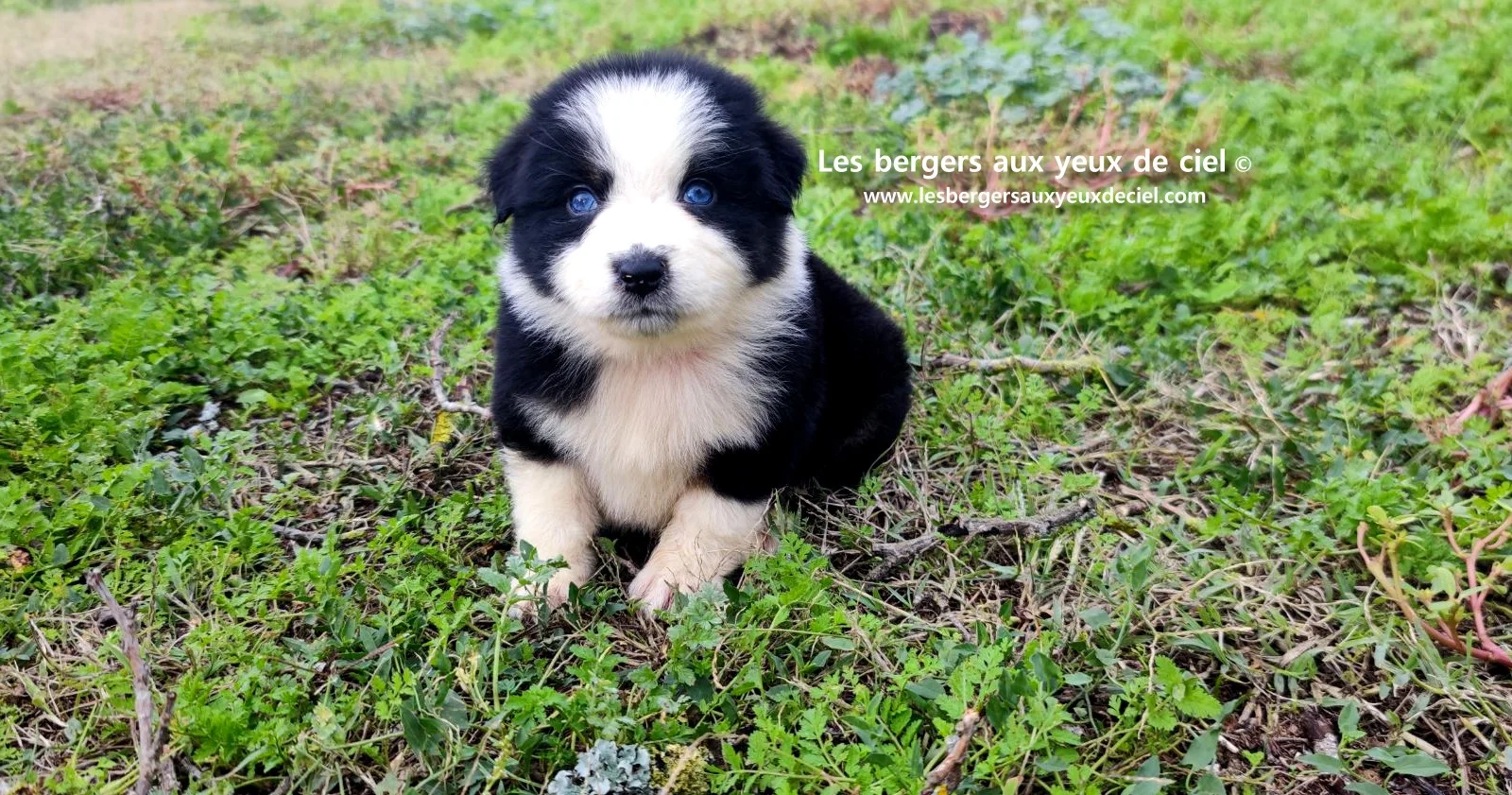 Unique, berger australien femelle noire tricolore aux yeux bleus âgée de 2 mois