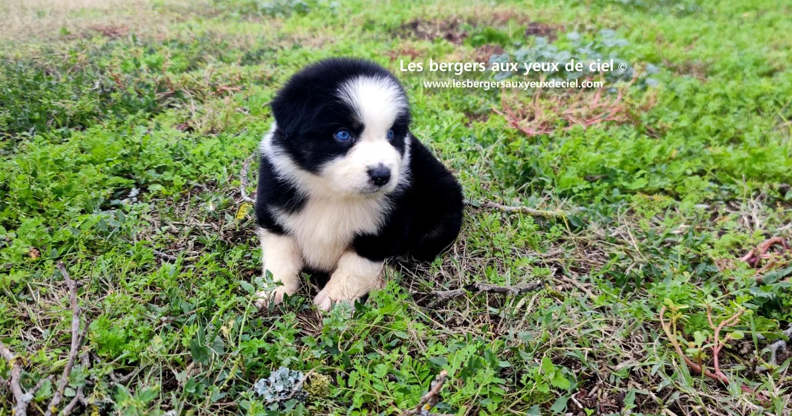 Unique, berger australien femelle noire tricolore aux yeux bleus âgée de 2 mois