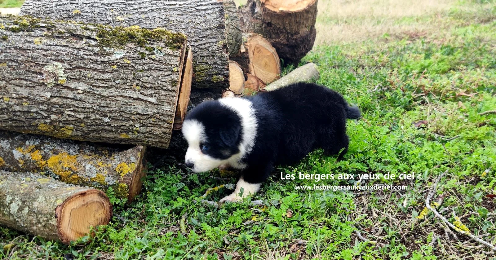 Unique, berger australien femelle noire tricolore aux yeux bleus âgée de 2 mois