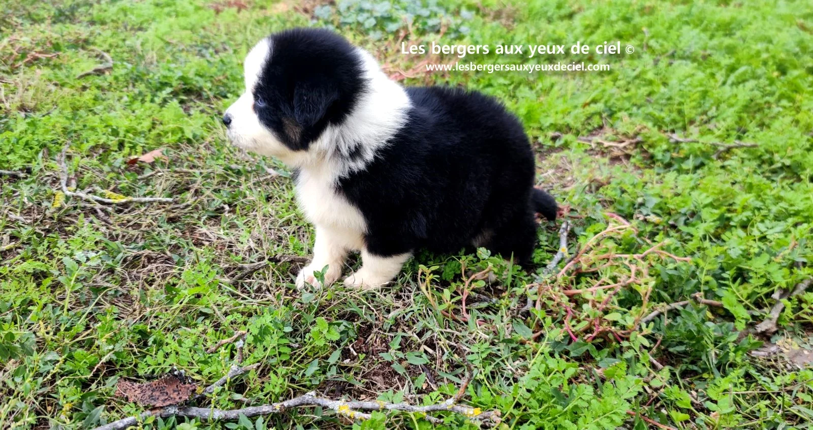 Unique, berger australien femelle noire tricolore aux yeux bleus âgée de 2 mois