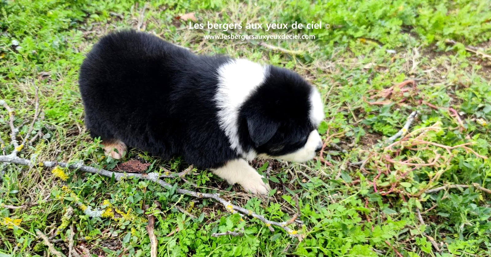 Unique, berger australien femelle noire tricolore aux yeux bleus âgée de 2 mois