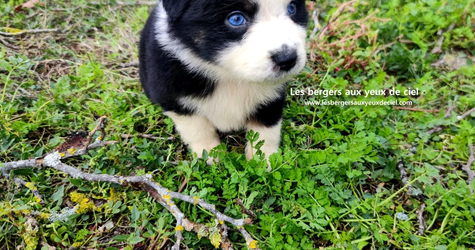 Unique, berger australien femelle noire tricolore aux yeux bleus âgée de 2 mois