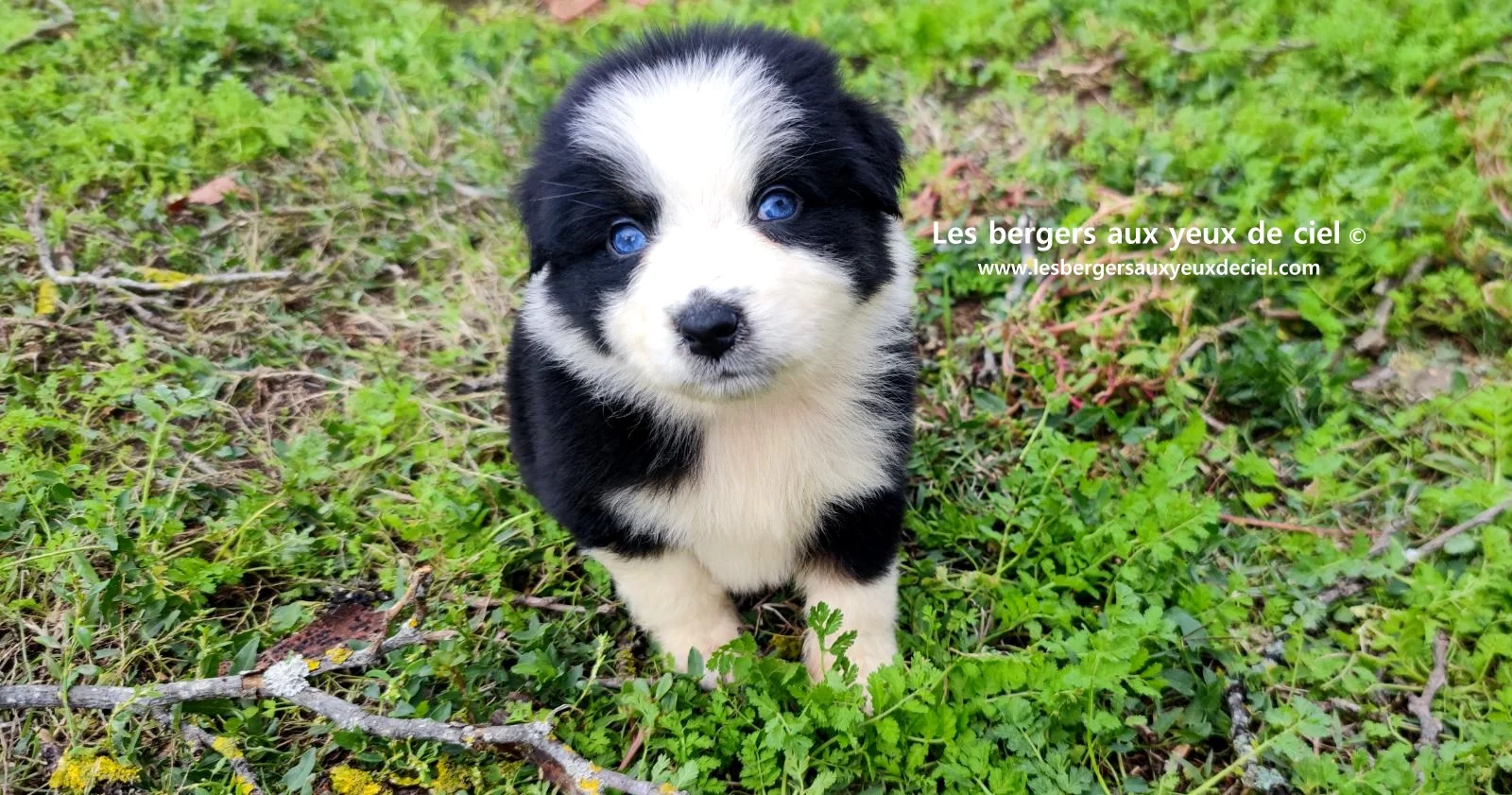 Unique, berger australien femelle noire tricolore aux yeux bleus âgée de 2 mois
