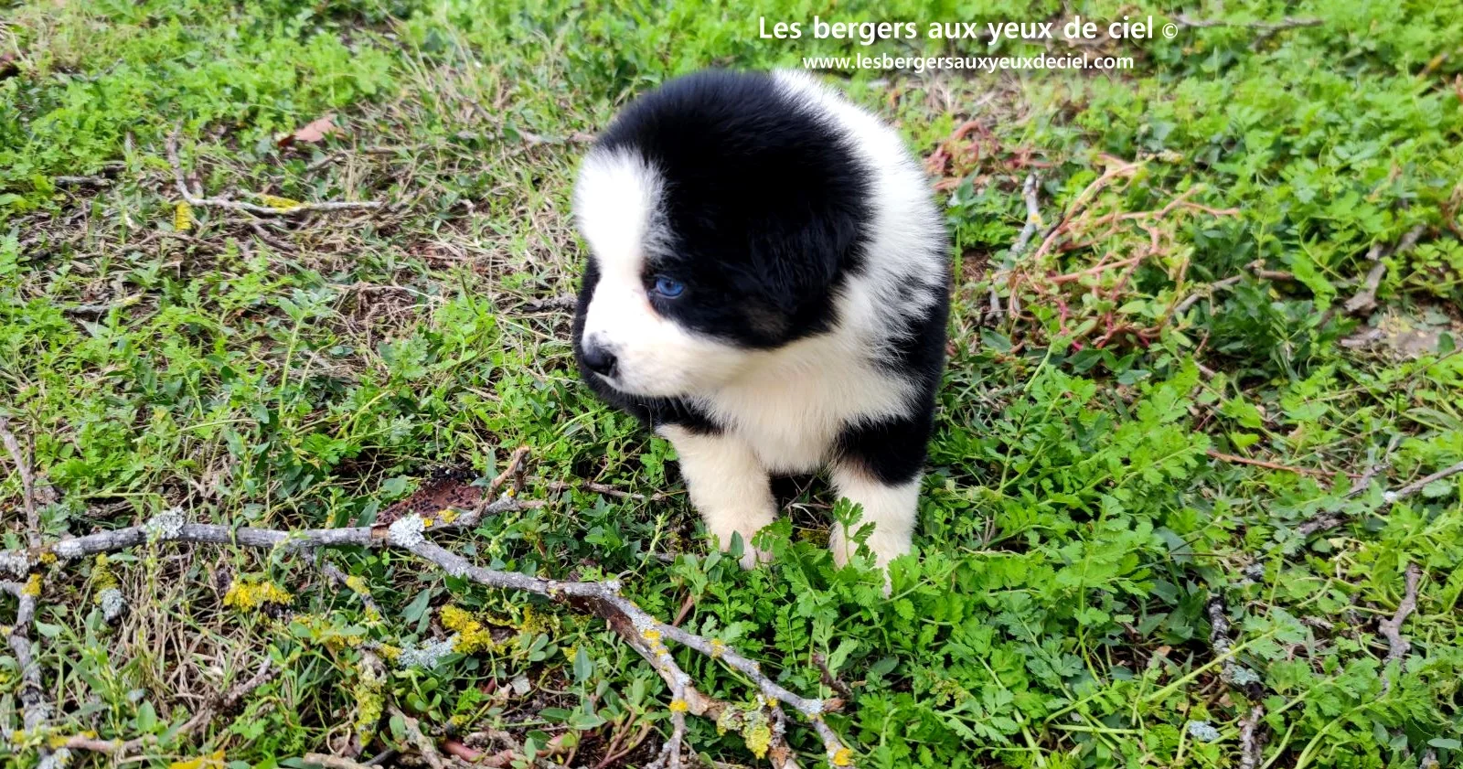 Unique, berger australien femelle noire tricolore aux yeux bleus âgée de 2 mois