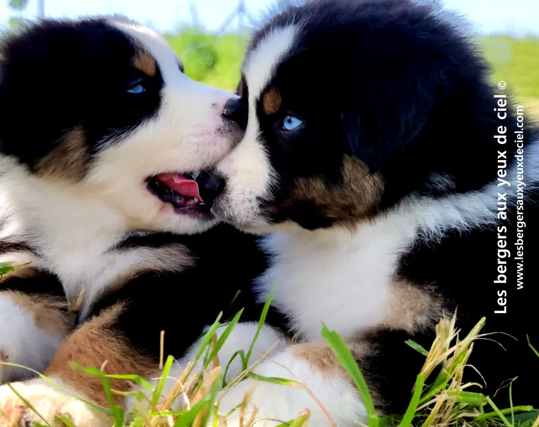chiot berger australien mâle noir tricolore aux yeux bleus de l'élevage les bergers aux yeux de ciel