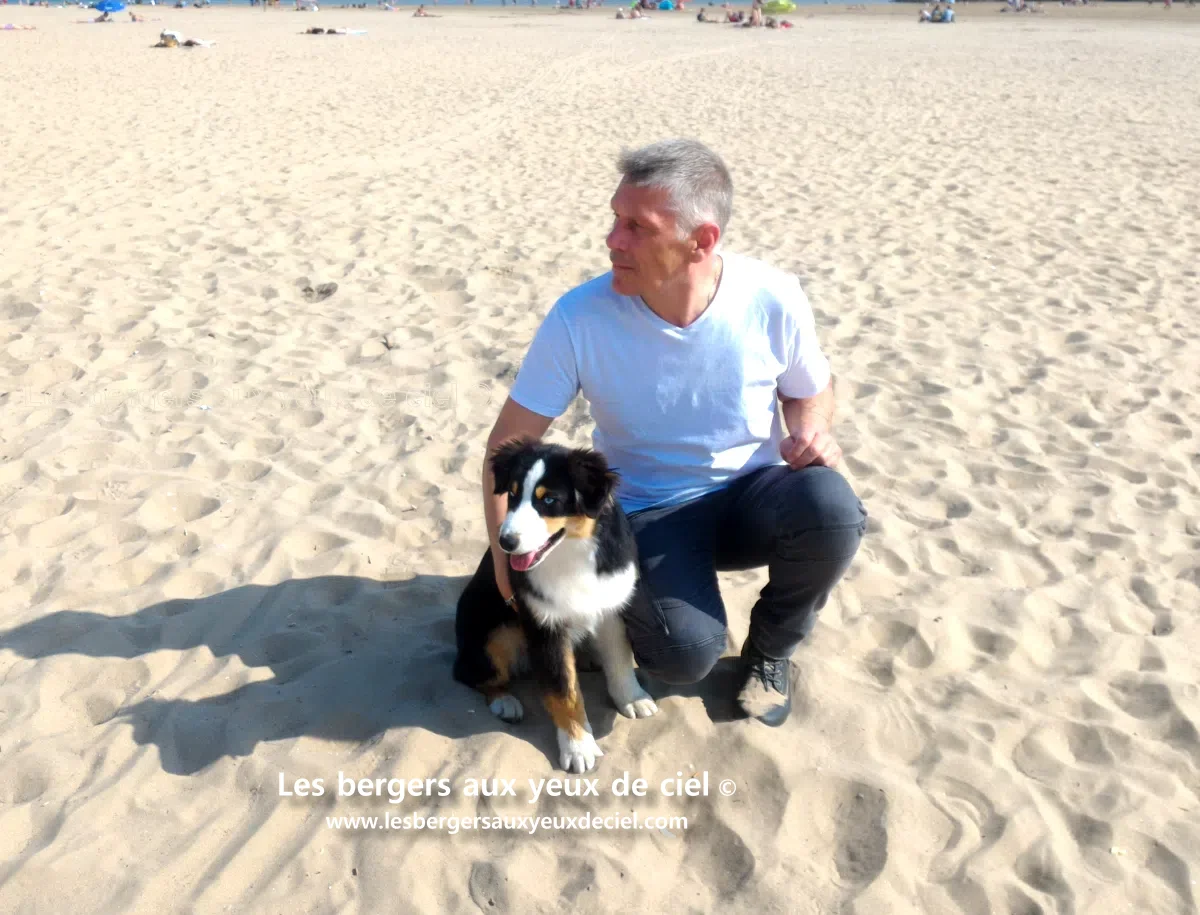 Guide du berger australien