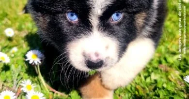 chiot berger australien Vélizy chiot femelle berger australien noir tricolore aux yeux bleus