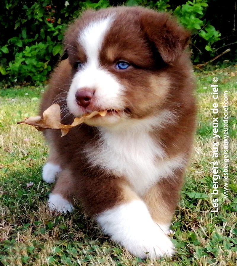 chiot femelle berger australien rouge tricolore aux yeux bleus