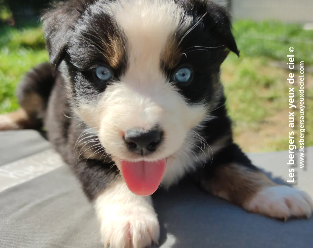 chiot mâle berger australien noir tricolore aux yeux bleus de l'elevage les bergers aux yeux de ciel