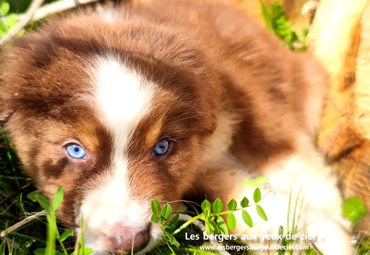 chiots bergers australiens rouges tricolores aux yeux bleus elevage les bergers aux yeux de ciel