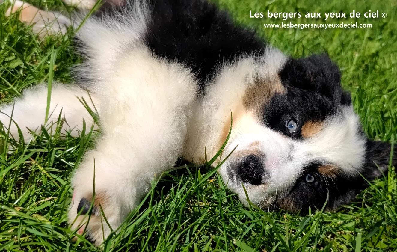 combien de temps dort un chiot berger australien tricolore aux yeux vert des bergers aux yeux de ciel ?