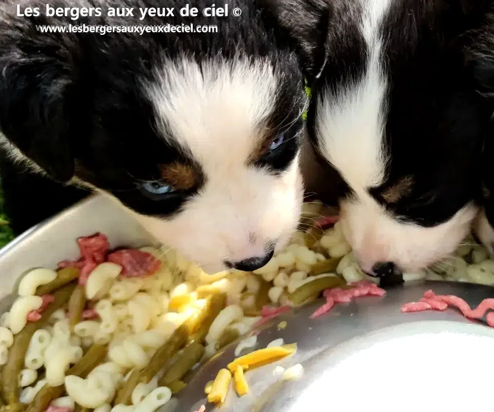 comment bien nourrir son chiot berger australien noir tricolore aux yeux bleus ?