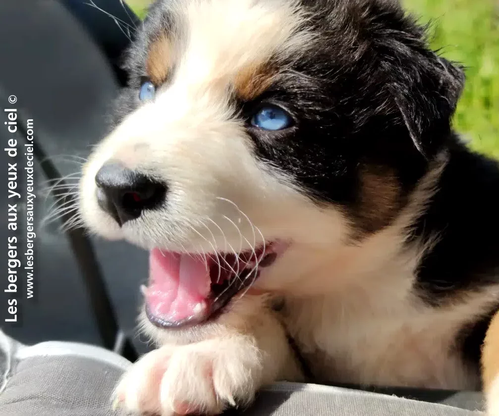 comment bien nourrir son chiot ?