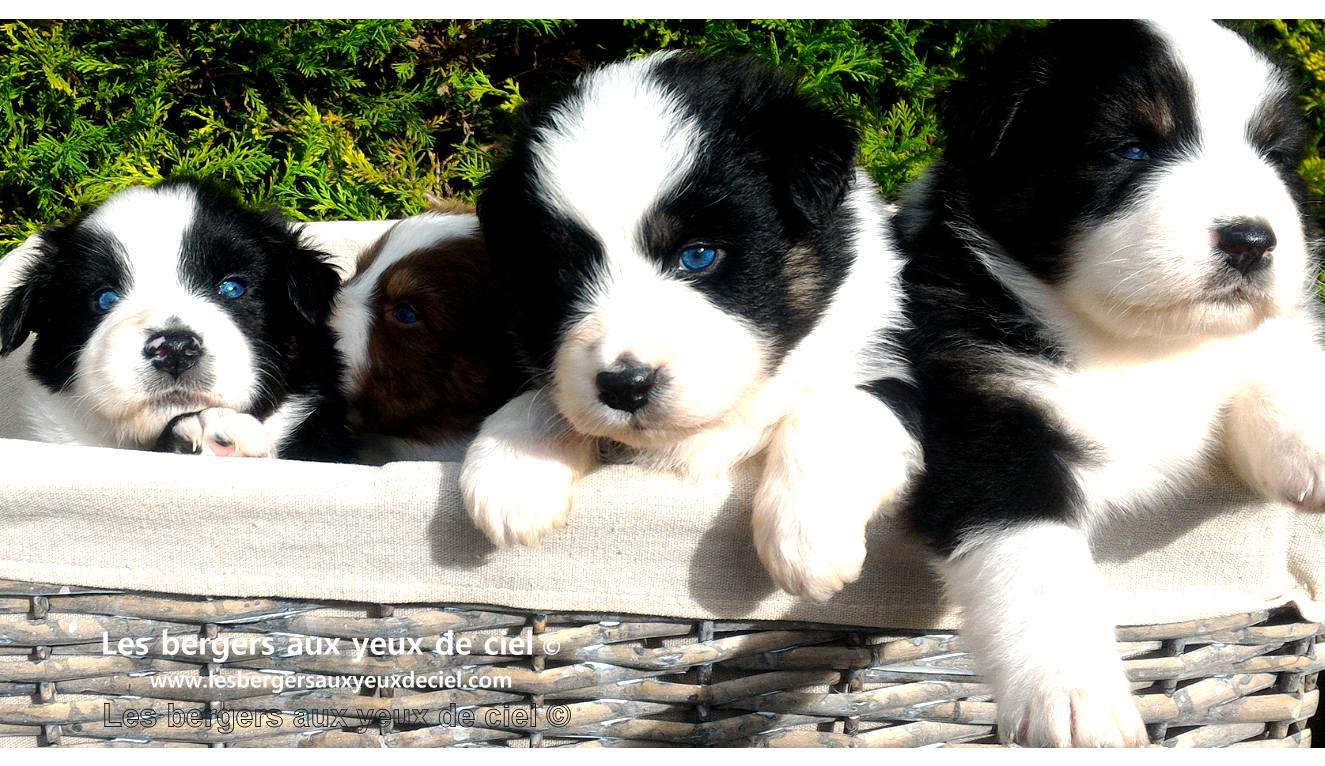 comment vacciner un chiot berger australien tricolore aux yeux bleus de elevage les bergers aux yeux de ciel ?