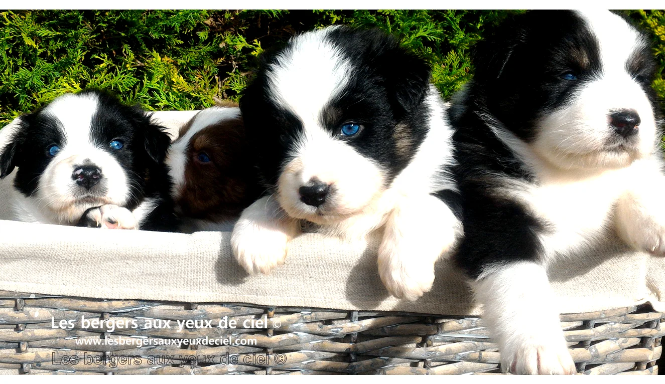 comment vacciner un chiot berger australien tricolore aux yeux bleus de elevage les bergers aux yeux de ciel ?