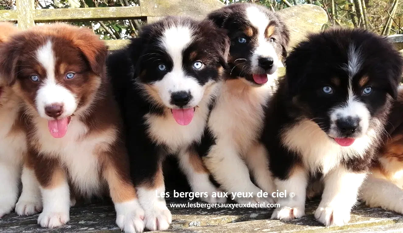 comment vacciner un chiot berger australien tricolore aux yeux bleus ?