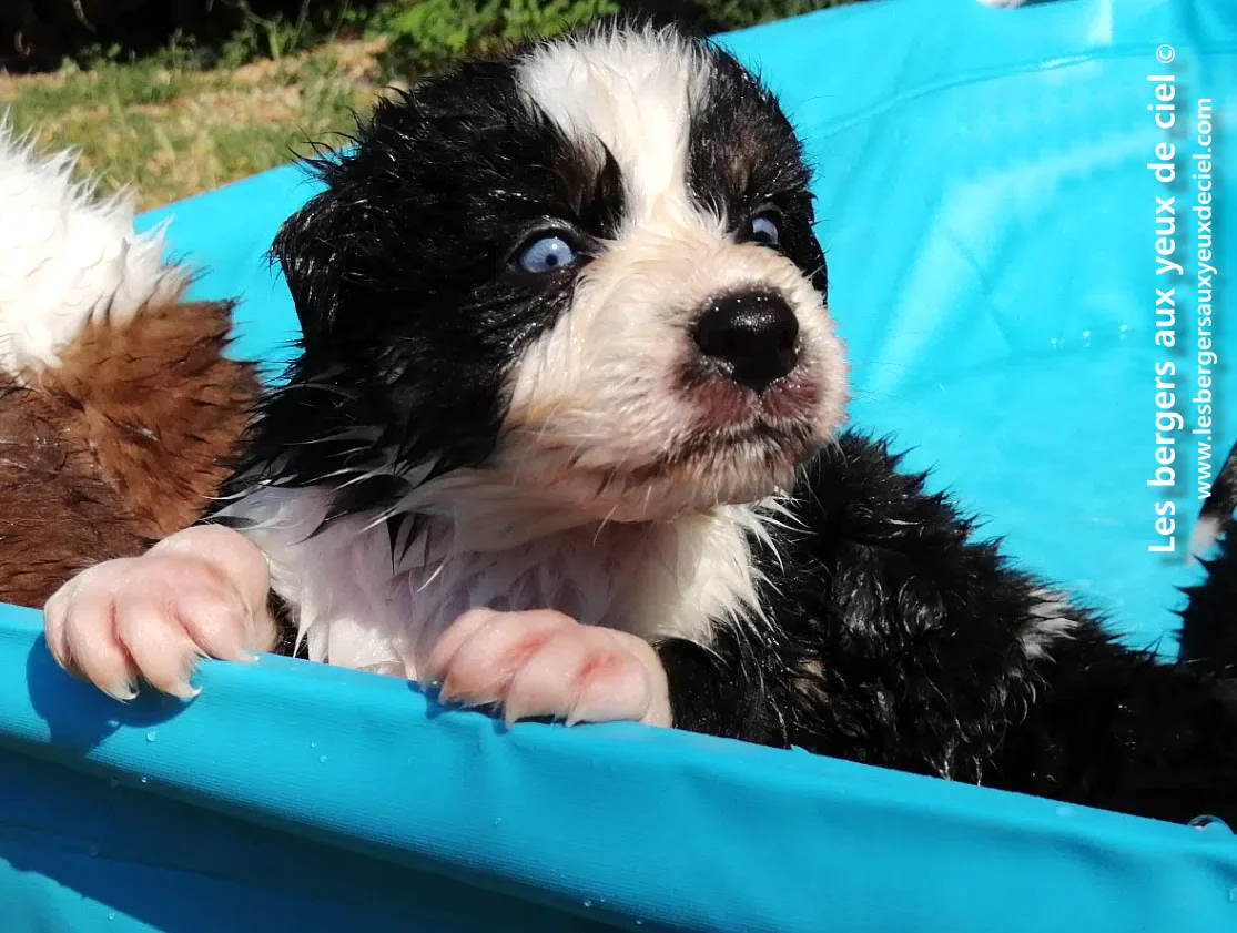 les chiots bergers australiens noirs tricolores aux yeux bleus aiment t'il l'eau ?