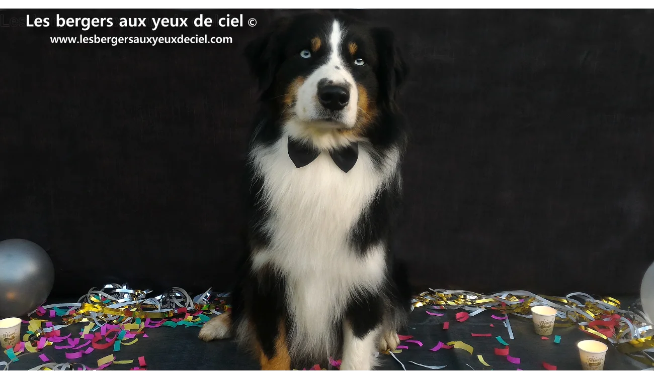 Faut il laver souvent un berger australien ? Un berger australien noir tricolore aux yeux bleus de l'élevage les bergers aux yeux de ciel