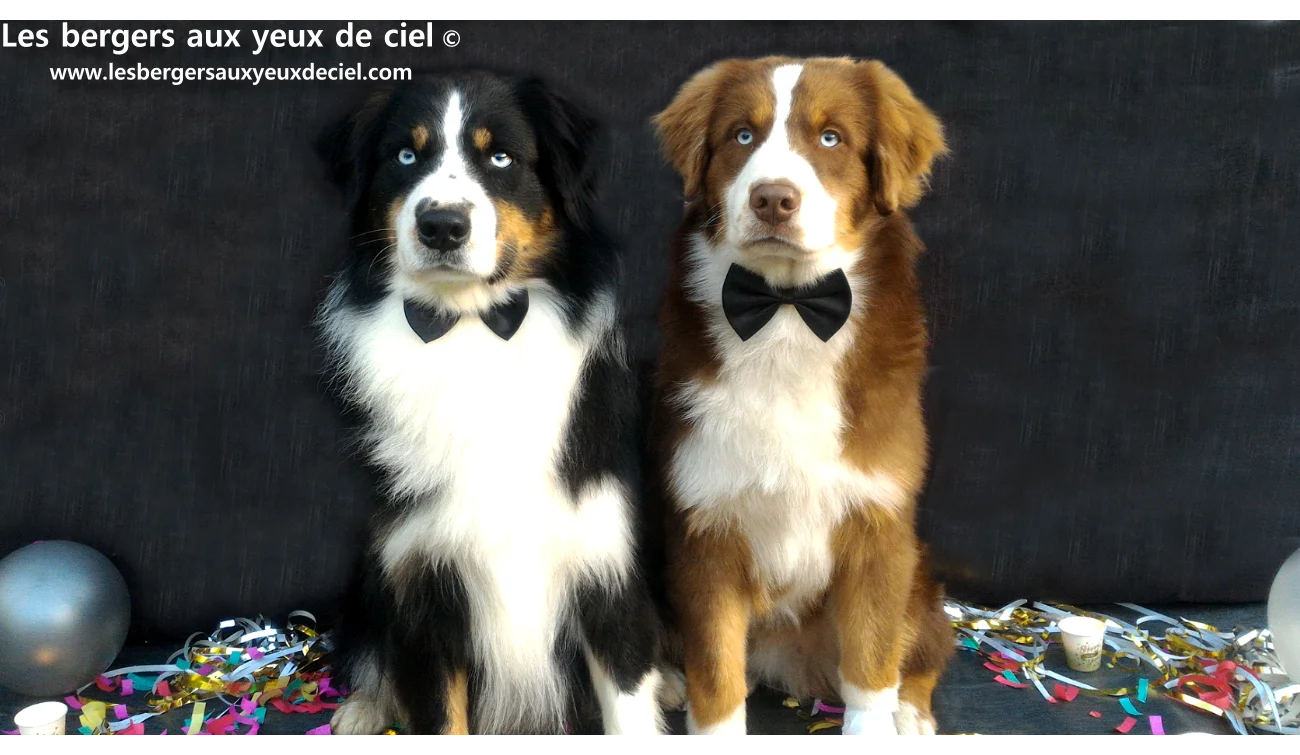 Faut il laver souvent un berger australien ? Un berger australien rouge tricolore aux yeux bleus de l'élevage les bergers aux yeux de ciel