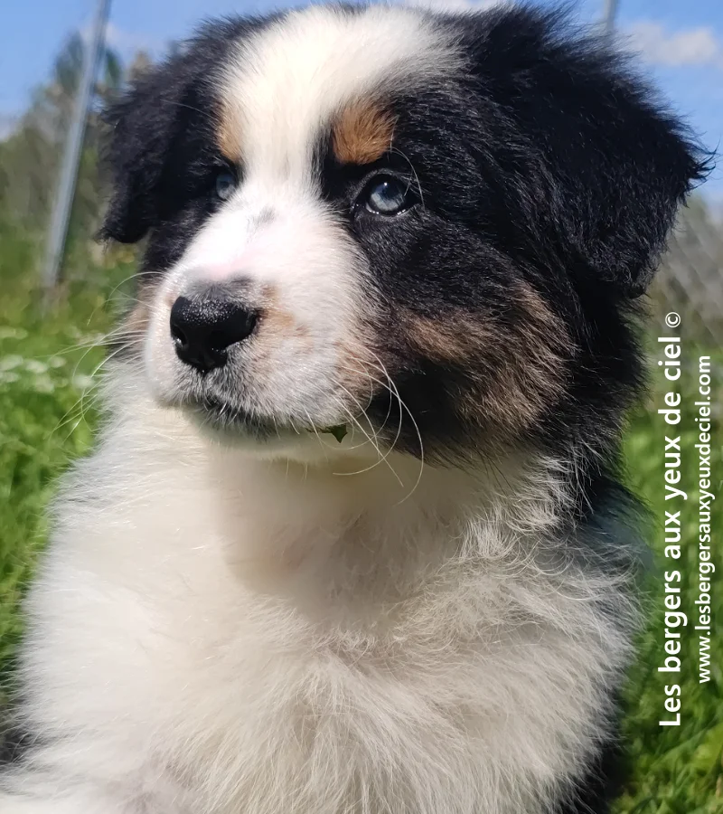 Ou trouver un bon chiot berger australien aux yeux verts elevage les bergers aux yeux de ciel ?
