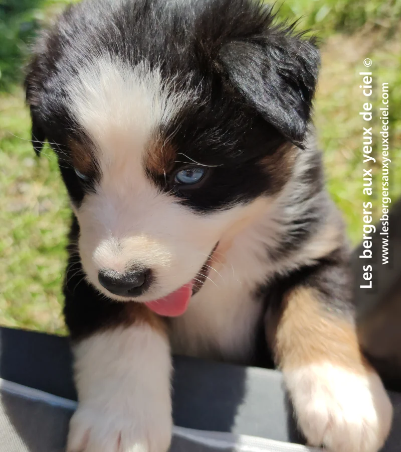 ou trouver un bon chiot berger australien de elevage les bergers aux yeux de ciel ?