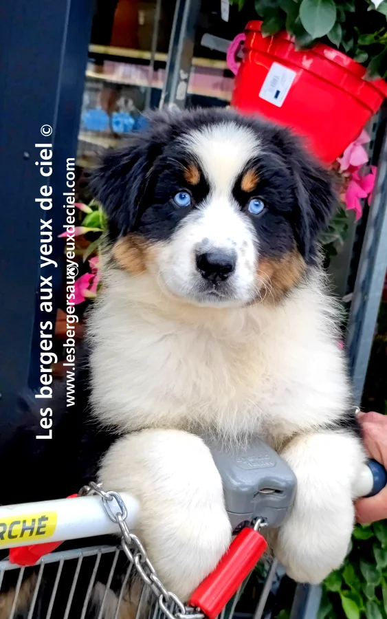 ou trouver un chiot berger australien noir tricolore aux yeux bleus de elevage les bergers aux yeux de ciel ?