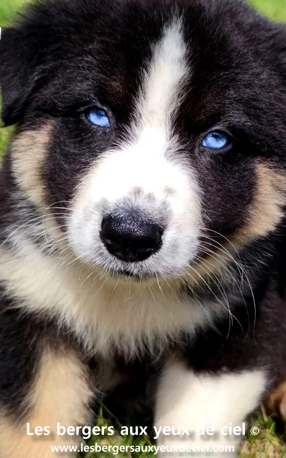 ou trouver un chiot femelle berger australien noir tricolore aux yeux bleus de elevage les bergers aux yeux de ciel ?