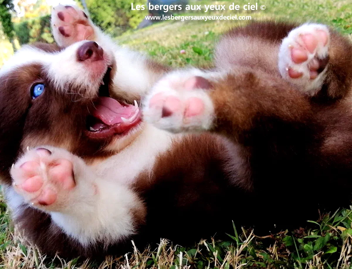 quels-sont-les-aliments-dangereux-pour-un-chiot-berger-australien