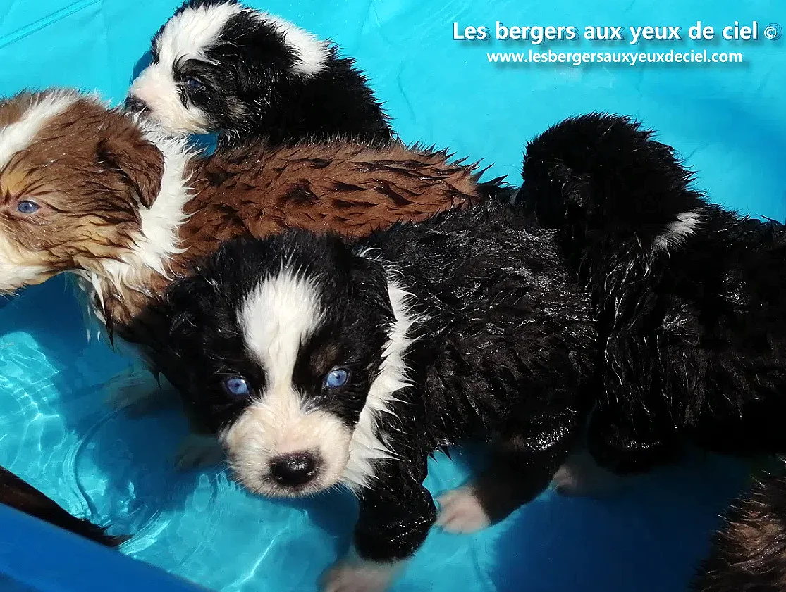 un chiot berger australien tricolore aux yeux bleus aime l'eau ?