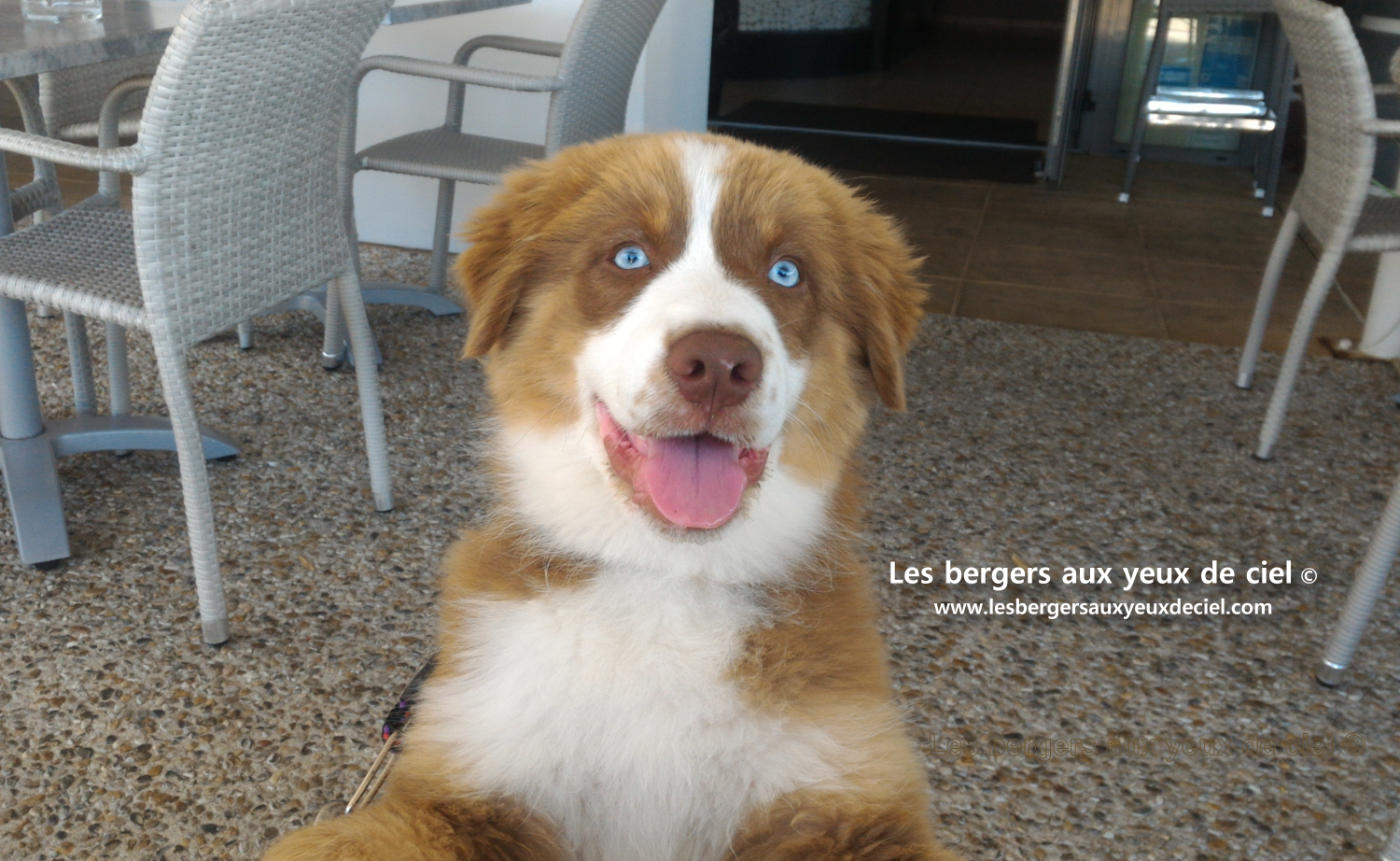 berger australien rouge tricolore aux yeux bleus de 3 mois