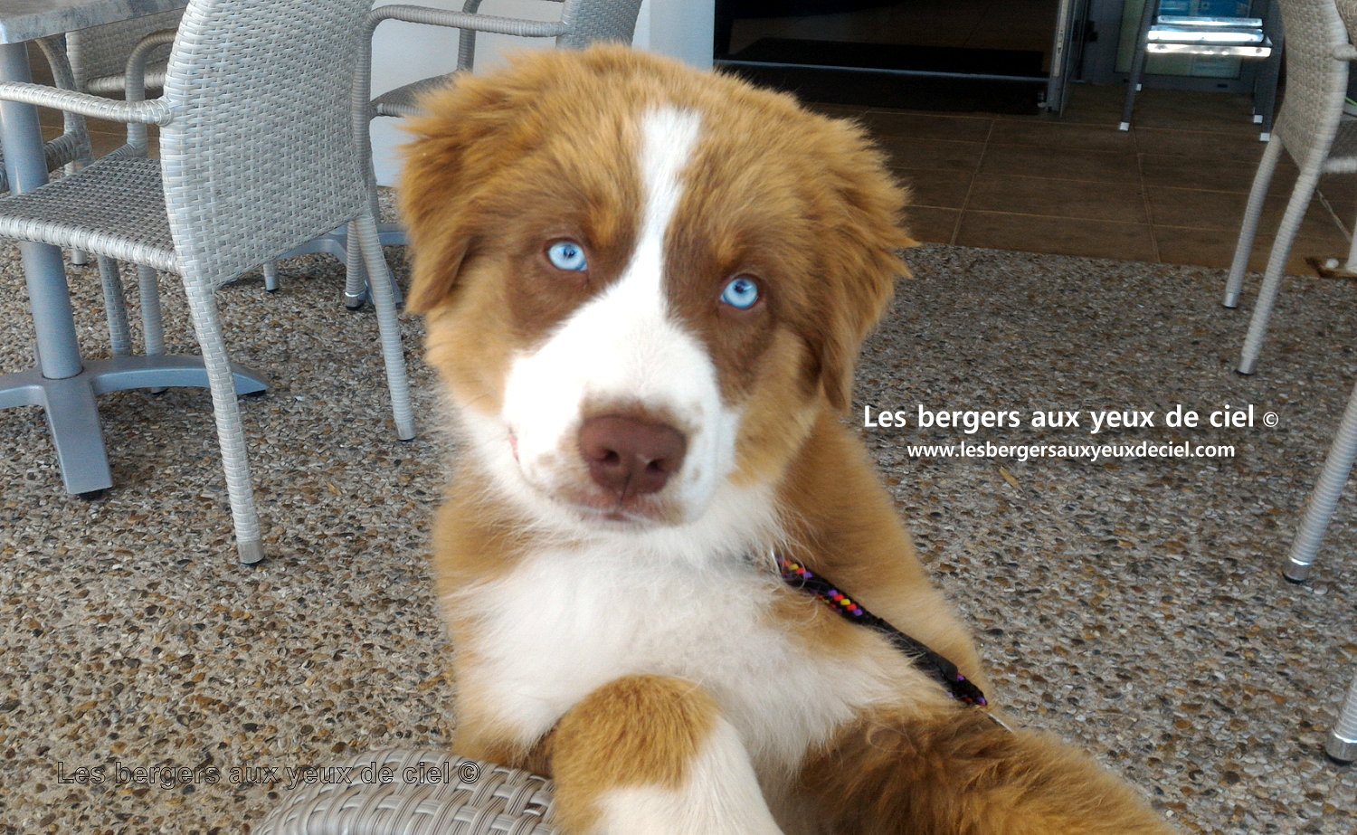 berger australien rouge tricolore aux yeux bleus de 3 mois