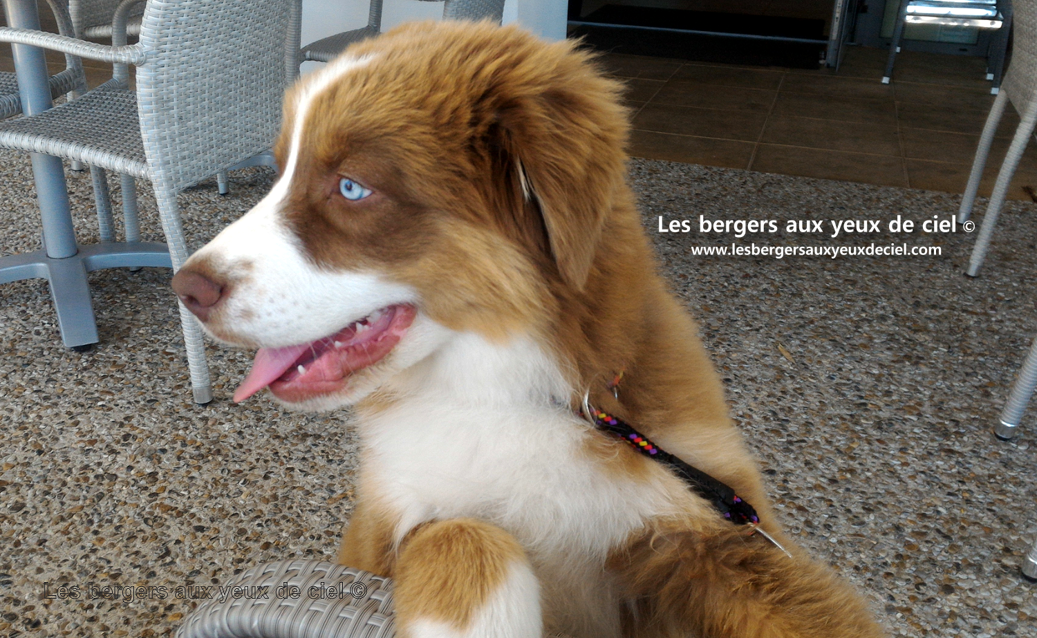 berger australien rouge tricolore aux yeux bleus de 3 mois