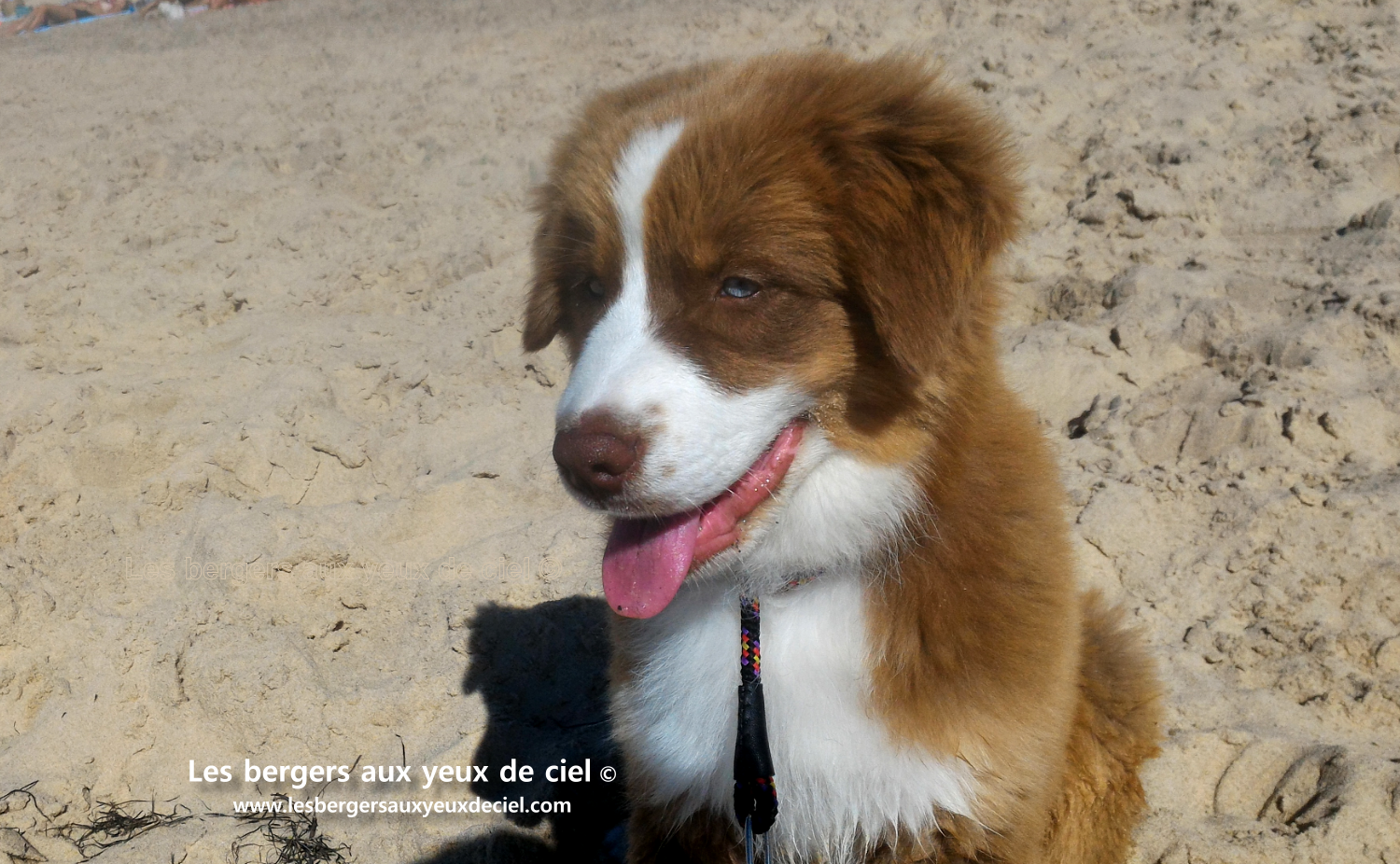 berger australien rouge tricolore aux yeux bleus de 3 mois