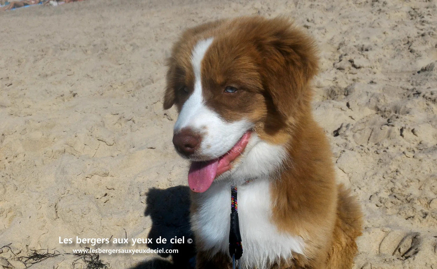 berger australien rouge tricolore aux yeux bleus de 3 mois