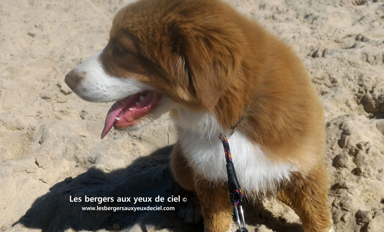 berger australien rouge tricolore aux yeux bleus de 3 mois