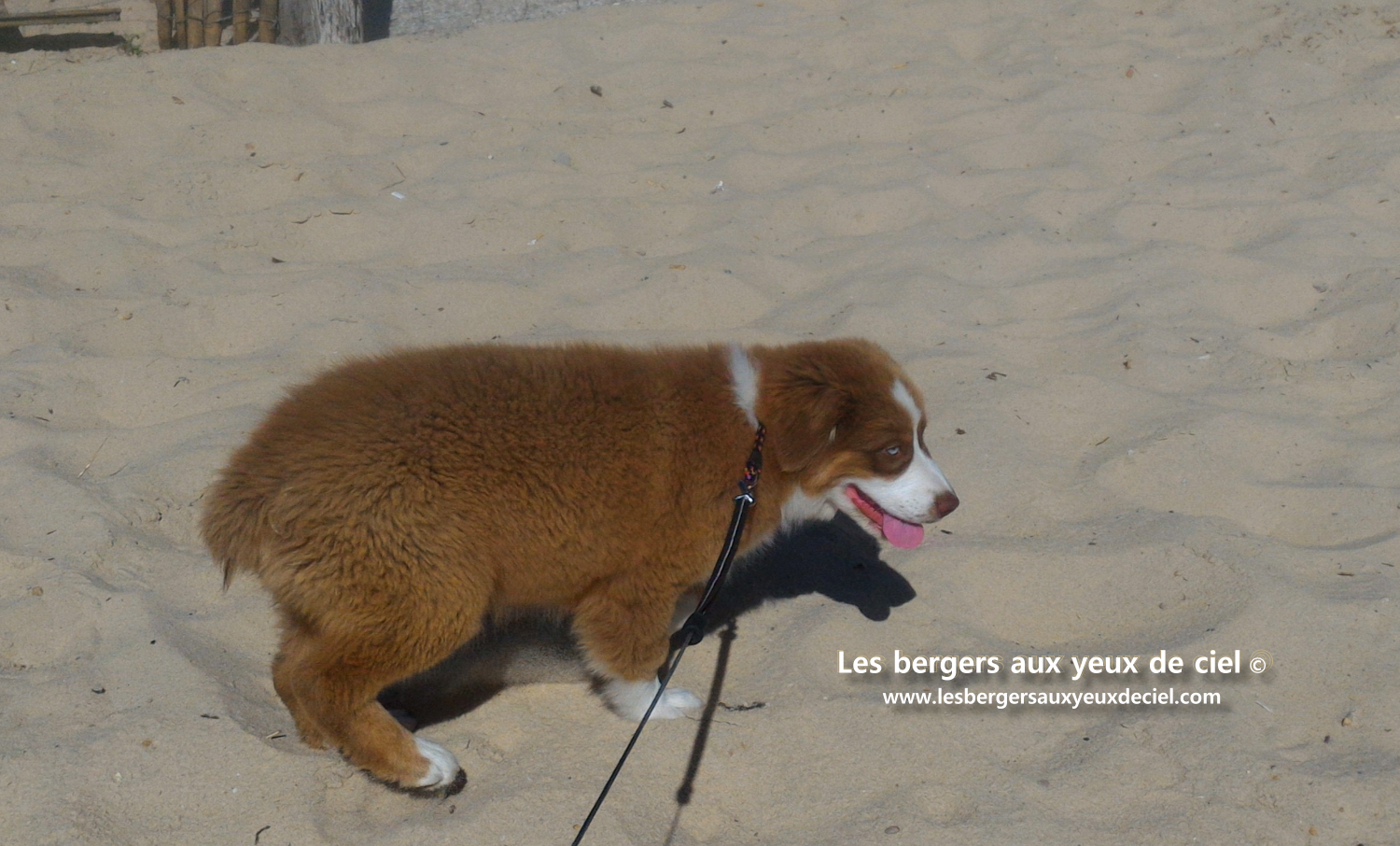 berger australien rouge tricolore aux yeux bleus de 3 mois